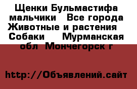 Щенки Бульмастифа мальчики - Все города Животные и растения » Собаки   . Мурманская обл.,Мончегорск г.